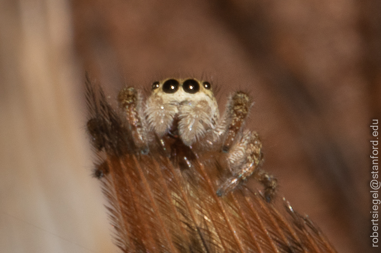 jumping spider